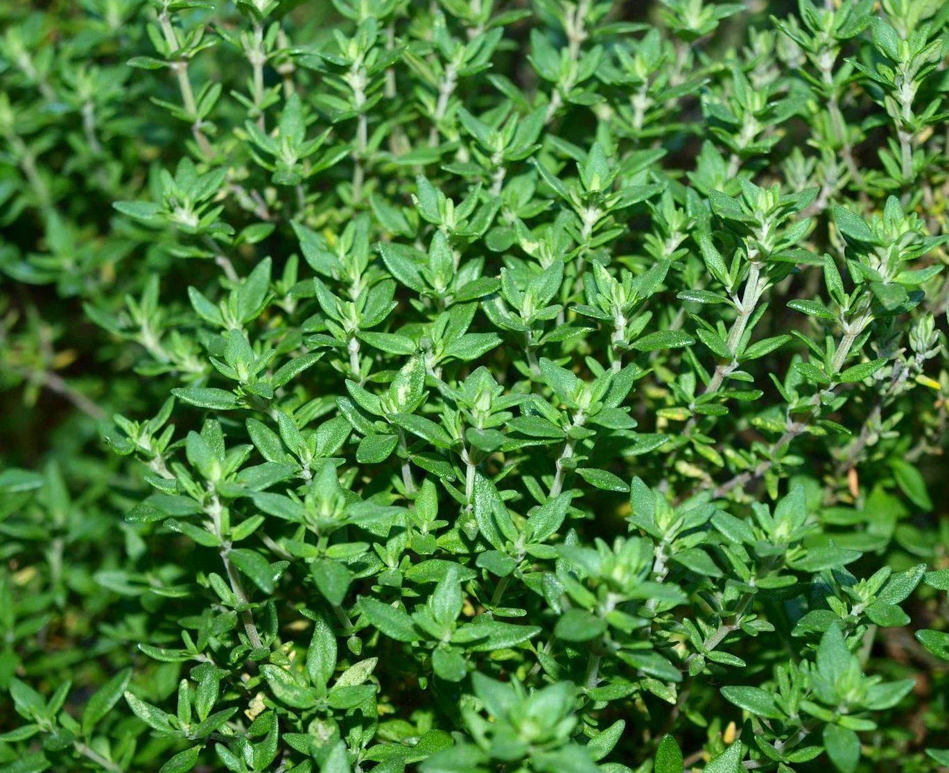 Thyme Herb Seeds - 500+ Fresh Seeds - Culinary Herb for Gardens - Thymus vulgaris