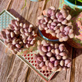 Live Succulent Graptopetalum amethystinum - Bare Root Plant for Home Decor, Wedding Favors, Easy Care Greenery