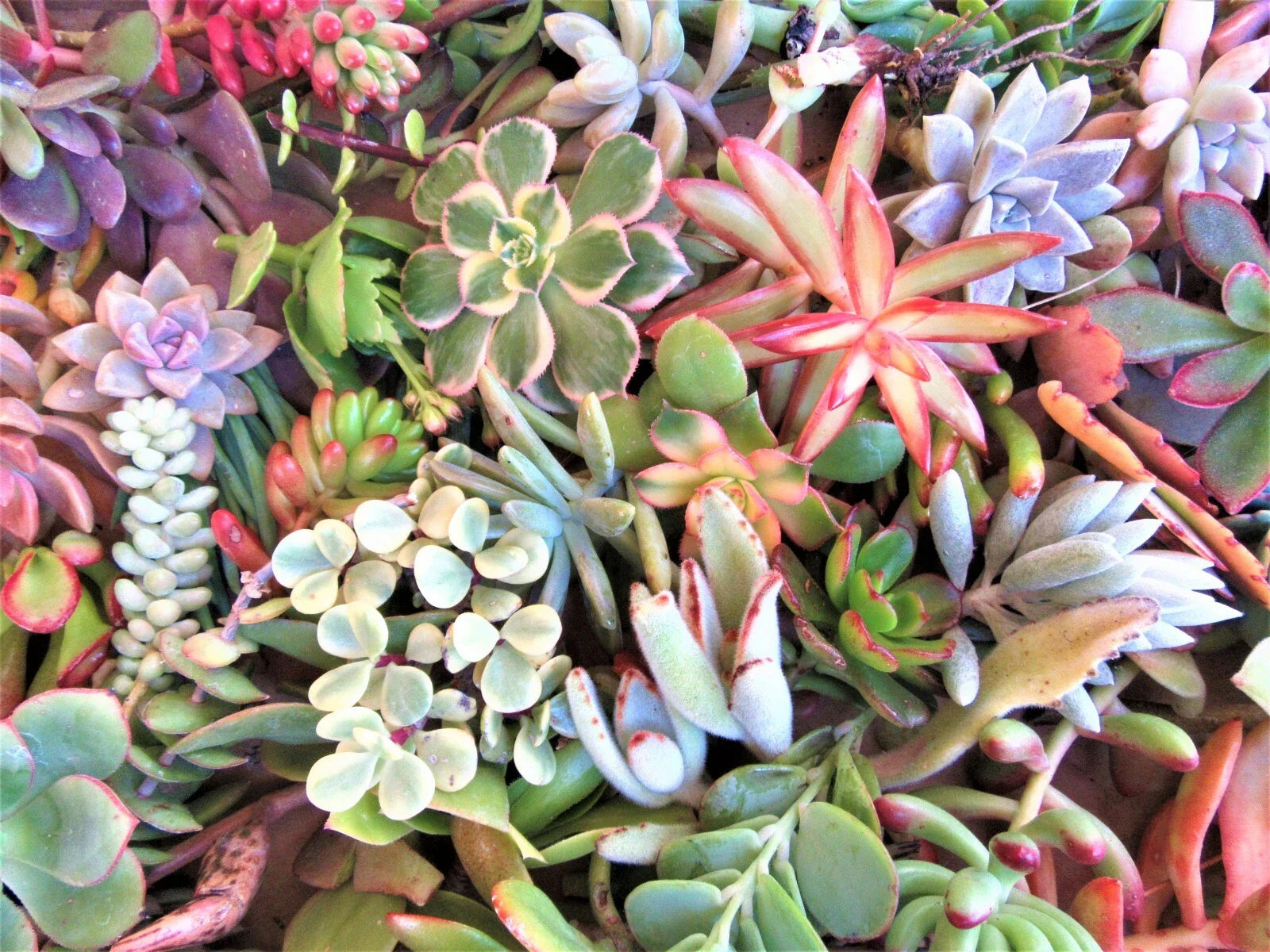 Large Succulent Cuttings - 50 Pieces, 25 Varieties, 3-6" - Perfect for DIY Projects, Garden Decor, and Arrangements - Mixed Succulents
