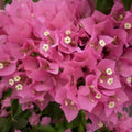 Bougainvillea Starter Plant - Vera Pink - Well Rooted Plug - Bougainvillea glabra