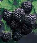 Cumberland Black Raspberry Plants - 3 Pack, 1-2 Year Old, Rubus occidentalis, Hardy, Disease-Resistant, Sweet-Tart Flavor