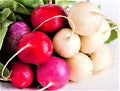 Easter Egg Radish Seeds NON-GMO 200+ Seeds for Planting - Raphanus sativus