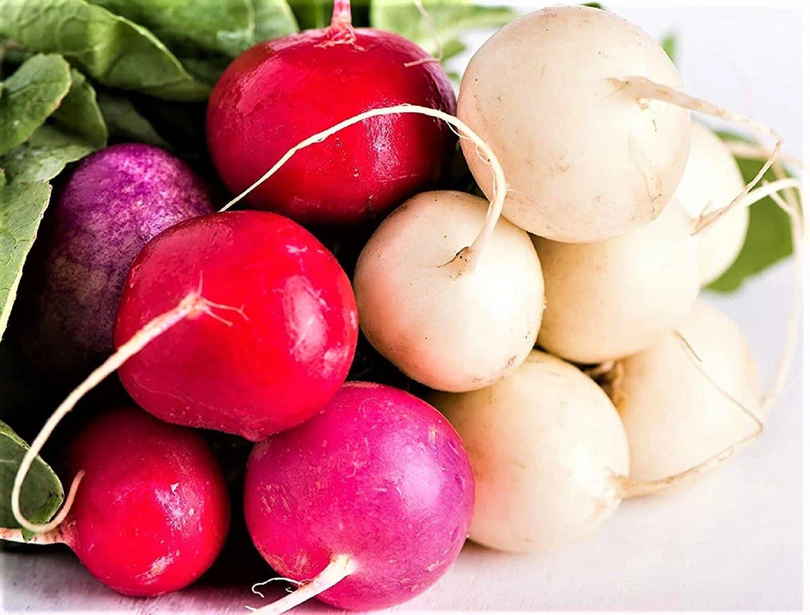 Easter Egg Radish Seeds NON-GMO 200+ Seeds for Planting - Raphanus sativus