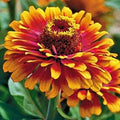Zowie Yellow Flame Zinnia Seeds - 50 Organic Seeds - USA Grown - Perfect for Gardens and Flower Beds