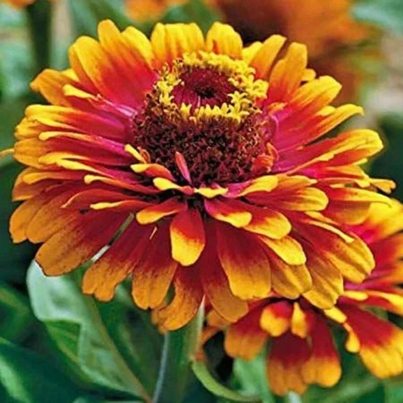 Zowie Yellow Flame Zinnia Seeds - 50 Organic Seeds - USA Grown - Perfect for Gardens and Flower Beds
