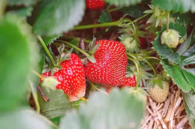 Eversweet Everbearing Strawberry Plants Set of 6 Live Bare Root, Fragaria × ananassa, Disease-Resistant, Zones 5-8