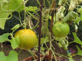 Dosakai Cucumber 25 Seeds for Garden Planting - Cucumis sativus - USA Grown, Non-GMO