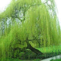 Willow Tree Cuttings 5 Pack - Bright Green Weeping Willow (Salix babylonica) for Gardening and Propagation