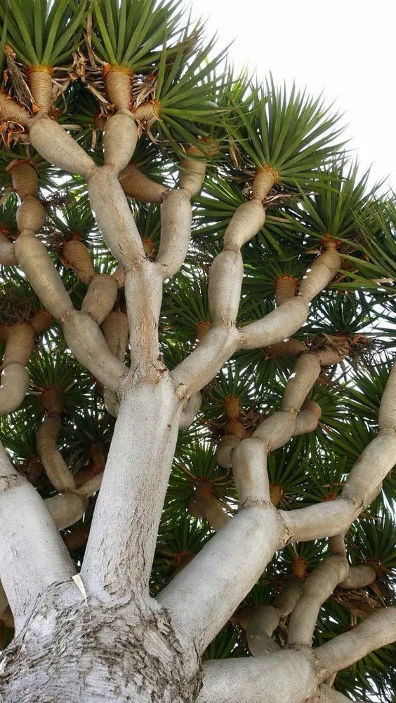 Dragon Blood Bonsai Tree Seeds - 6 Seeds - Dracaena Draco - Indoor Plant Seeds for Gardening