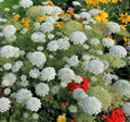 Bishop's Flower Seeds - 100 Pack - Exotic Garden Flowers - Delphinium Consolida - Made in USA