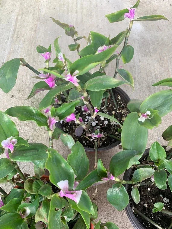 Variegated Tradescantia Blushing Bride Cuttings - 3 Rare Wandering Jew Houseplant Cuttings for Indoor Gardening