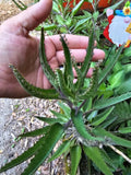 Mothers of Thousands Succulent Trio - Green Alligator Plant Kalanchoe daigremontiana 3-Pack