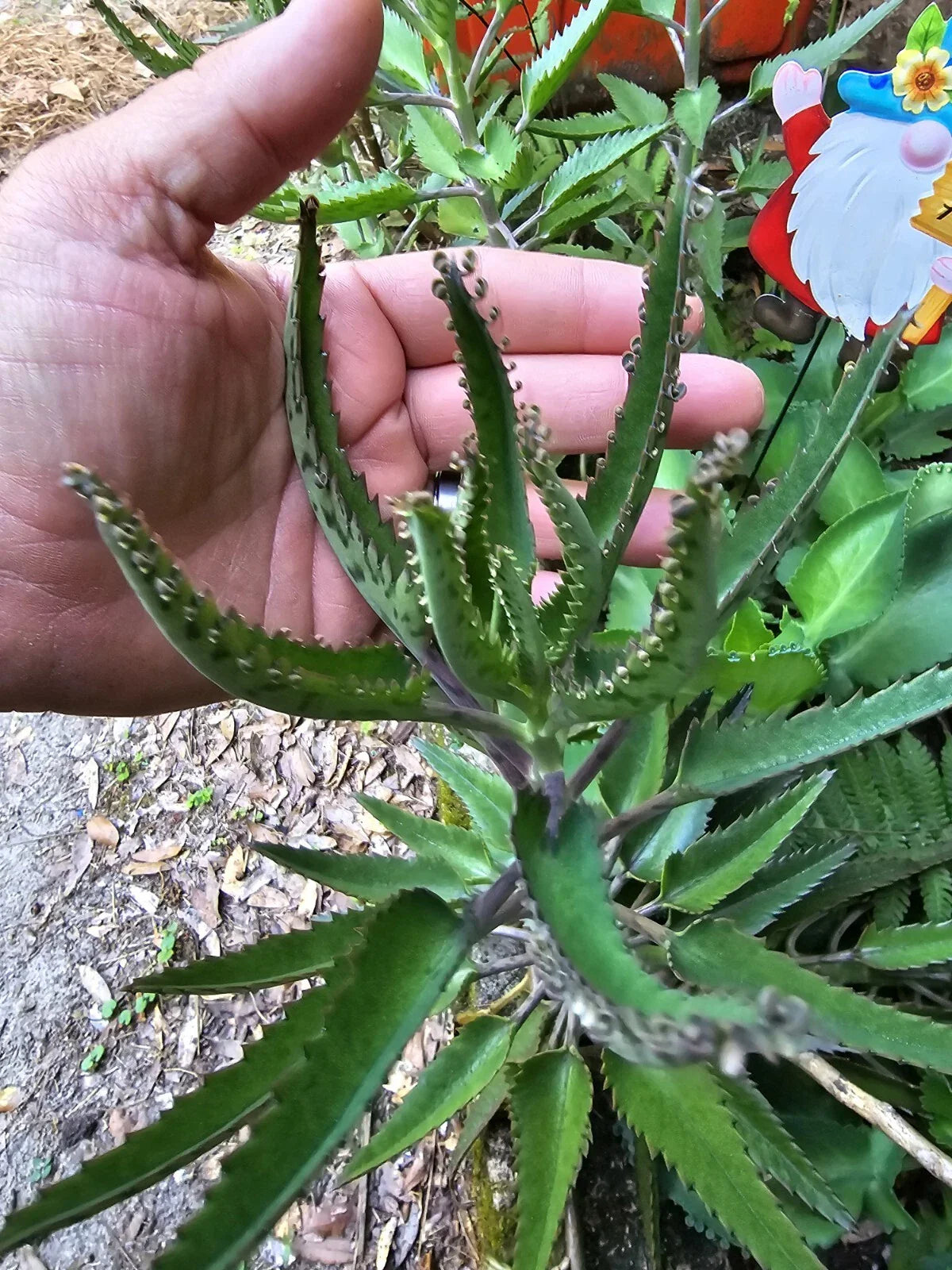 Mothers of Thousands Succulent Trio - Green Alligator Plant Kalanchoe daigremontiana 3-Pack