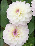 Dahlia Eveline Live Plant Bulb Tuber White Lilac Purple Tips Decorative Flower Dahlia