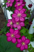 Magenta Clematis Seeds - 25 Perennial Flower Seeds - Clematis viticella - US Seller