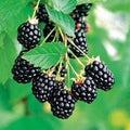 Set of 2 Rooted Arapaho Thornless Blackberry Plants - Easy Grow, No Pot, Rubus fruticosus