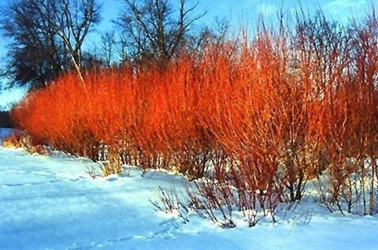 Flame Willow Tree - Unique Rare Variety - Vibrant Orange and Red Bark - Salix purpurea