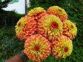 Queen Lime Orange Zinnia Seeds - 100+ Seeds for Garden Planting - Zinnia elegans - USA