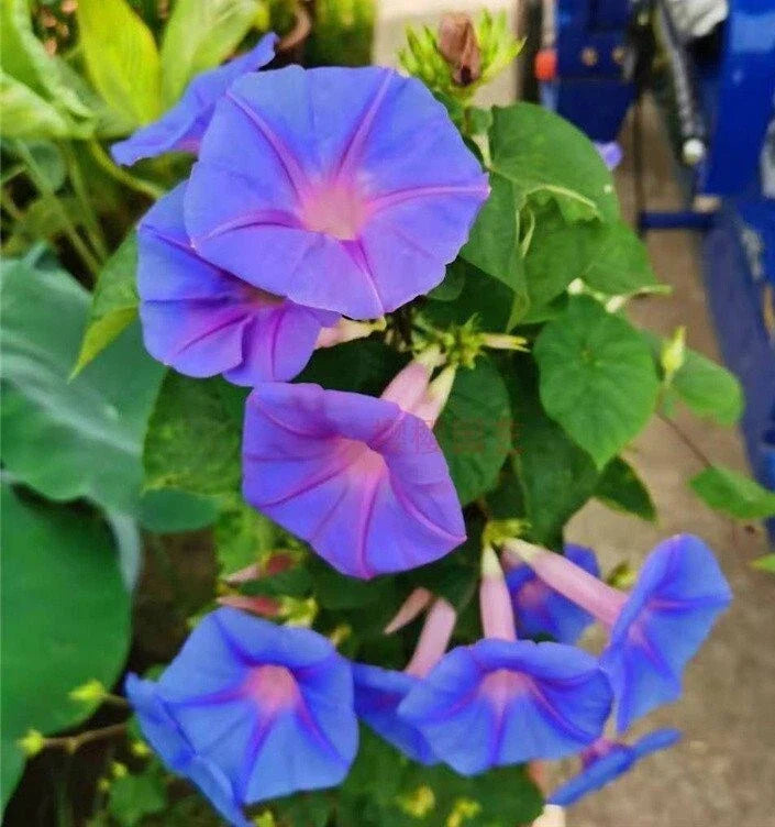 Heavenly Blue Star Morning Glory Seeds - 50+ Climbing Vine Flower for Garden - Ipomoea Tricolor