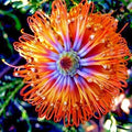 Banksia ericifolia "Little Eric" Tree Seeds | Rare Lantern Fireworks Variety | Flowering Plant Seeds
