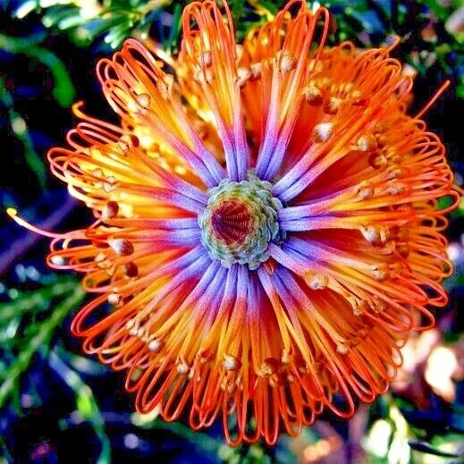 Banksia ericifolia "Little Eric" Tree Seeds | Rare Lantern Fireworks Variety | Flowering Plant Seeds