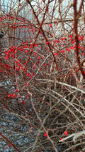 Japanese Barberry Bush Cuttings - 6 Organic Edible Berries - Berberis thunbergii