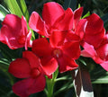 Oleander Live Cuttings 6” Red Flower Plant Bush Shrub (Nerium oleander)