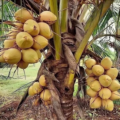 Sprouted Yellow Dwarf Coconut Tree 6–8" – Rare Costa Rican Live Plant, Cocos nucifera