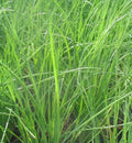 Garlic Chive Seeds - Fresh Herb Seeds for Planting - Allium tuberosum