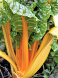 Orange Fantasia Swiss Chard Seeds - 100+ Seeds - Bright Orange Stems - Beta vulgaris subsp. cicla