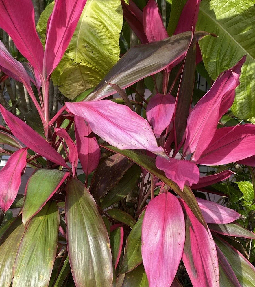 Hawaiian Ti Plant Cuttings, 4 Pack, 5-7 Inches, No Soil, No Roots, Cordyline fruticosa