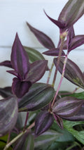 Rare Tradescantia "Burgundy" Cuttings 3-4" Long - 8 Cuttings for Plant Propagation, Indoor Plant, Houseplant