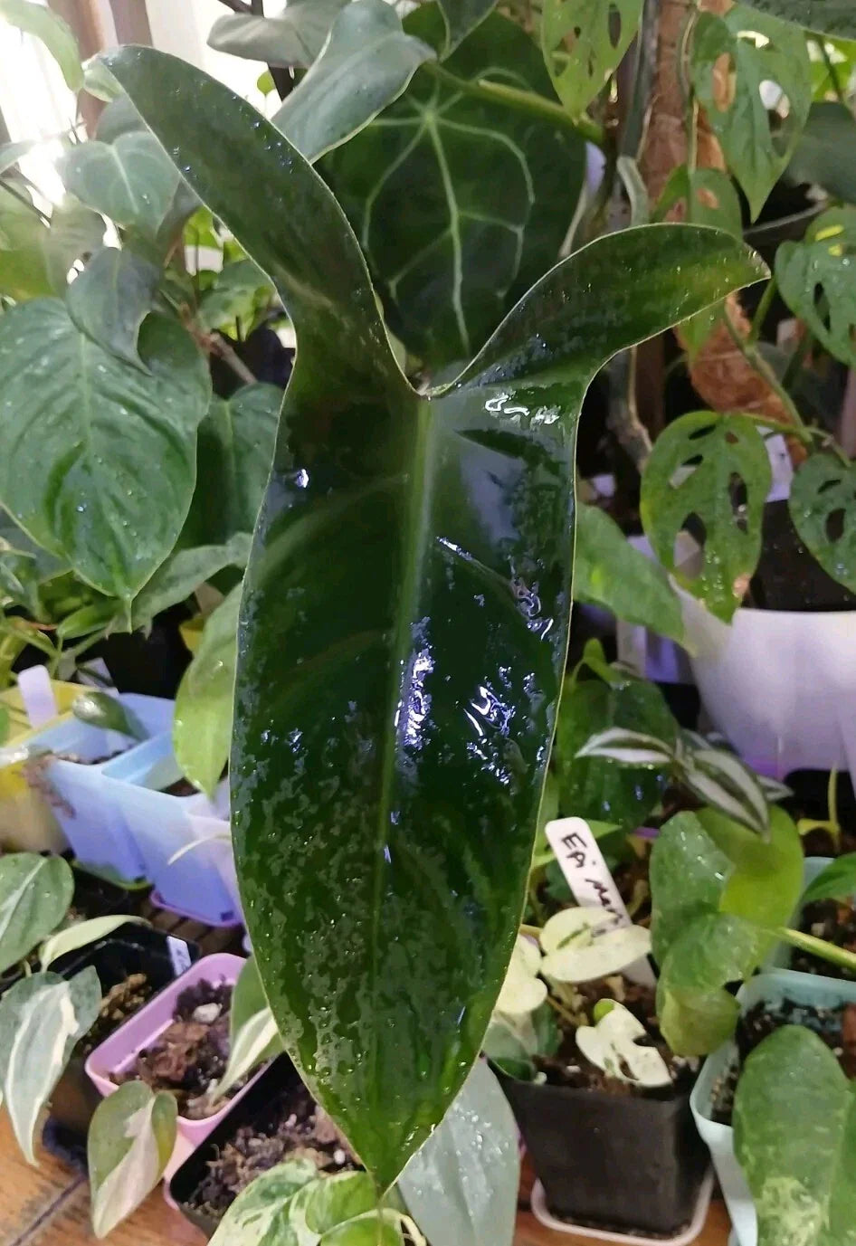 Philodendron Mexicanum Unrooted Cuttings - Set of 5, Tropical Houseplant for Propagation, Indoor Plant Decor