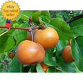 Dwarf Chojuro Asian Pear Tree - Bare Root - Pyrus pyrifolia - Fruit Tree for Home Garden