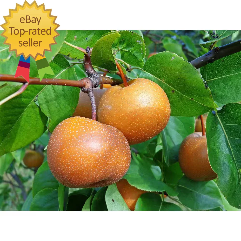 Dwarf Chojuro Asian Pear Tree - Bare Root - Pyrus pyrifolia - Fruit Tree for Home Garden