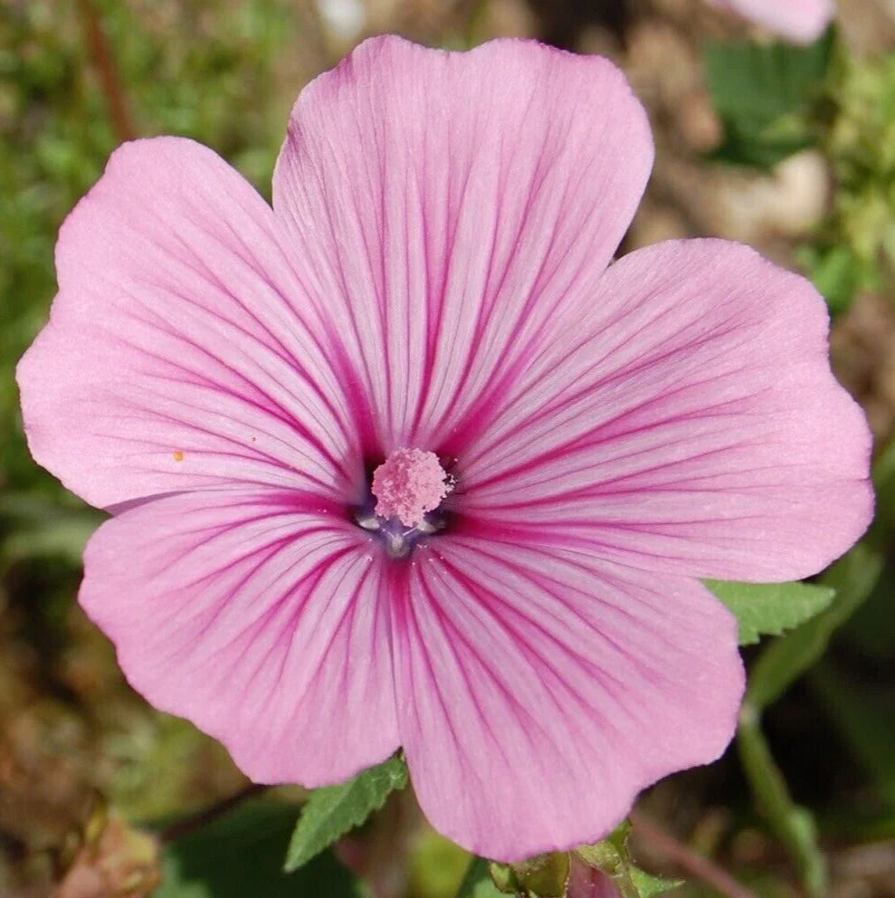 Rose Mallow Seeds 400+ Pink Annual Flower Garden Wildflower Lavatera trimestris