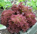 Lettuce Seeds, 25+ Heirloom Red Leaf Lolla Rosa, Crisp Dark Leaves, Non-GMO