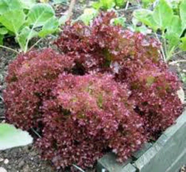 Lettuce Seeds, 25+ Heirloom Red Leaf Lolla Rosa, Crisp Dark Leaves, Non-GMO