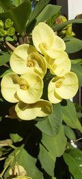 Light Yellow Crown of Thorns Cutting - 1 Count, No Roots - Euphorbia milii