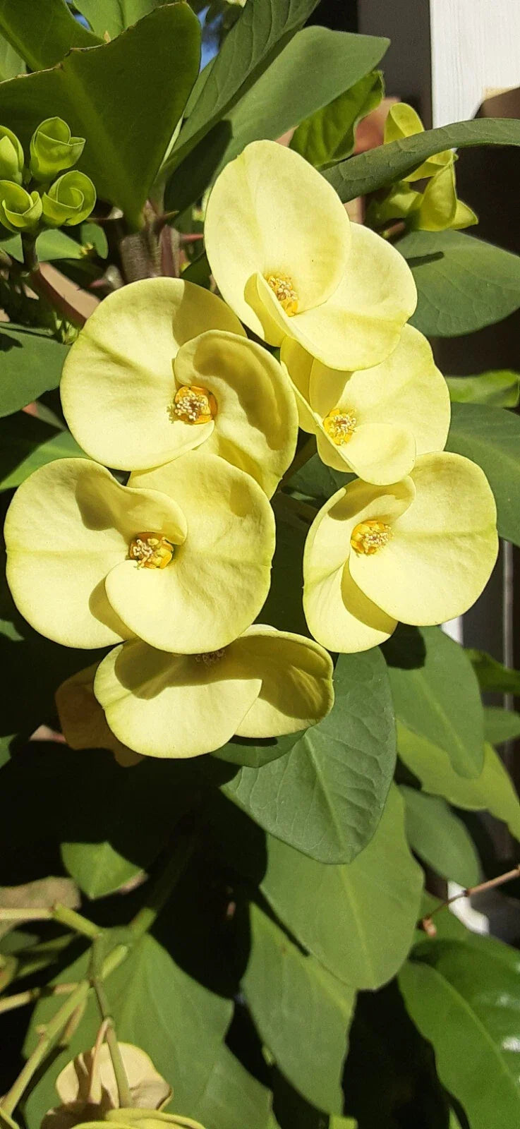 Light Yellow Crown of Thorns Cutting - 1 Count, No Roots - Euphorbia milii
