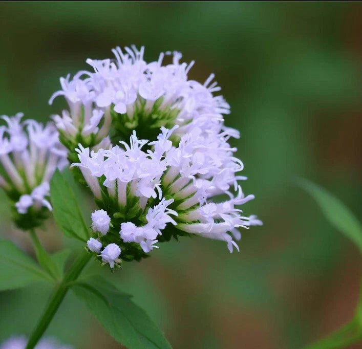 Mountain Mint Seeds, Slender Variety, Aromatic Leaves, Pycnanthemum tenuifolium