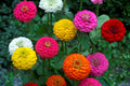 Lilliput Zinnia Seeds Mix, NON-GMO, Colorful Varieties, Zinnia elegans, Garden Flower Seeds
