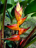 Heliconia Seeds – 10 SPLASH Lobster Claw Flower Seeds (Heliconia champneiana) – Rare Tropical Plant