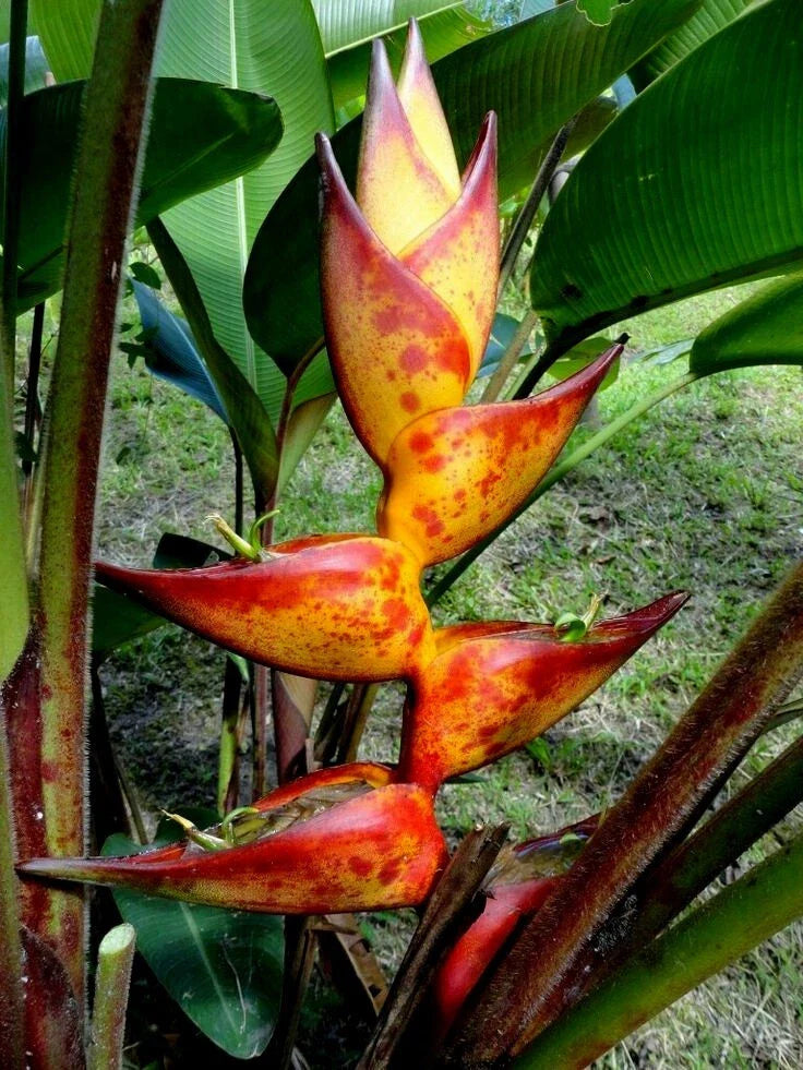 Heliconia Seeds – 10 SPLASH Lobster Claw Flower Seeds (Heliconia champneiana) – Rare Tropical Plant