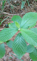 Sweet Pepperbush Plants 10"-12" Tall - 5 Live Rare Ornamental Clethra alnifolia - Fragrant Native Shrub - Attracts Pollinators