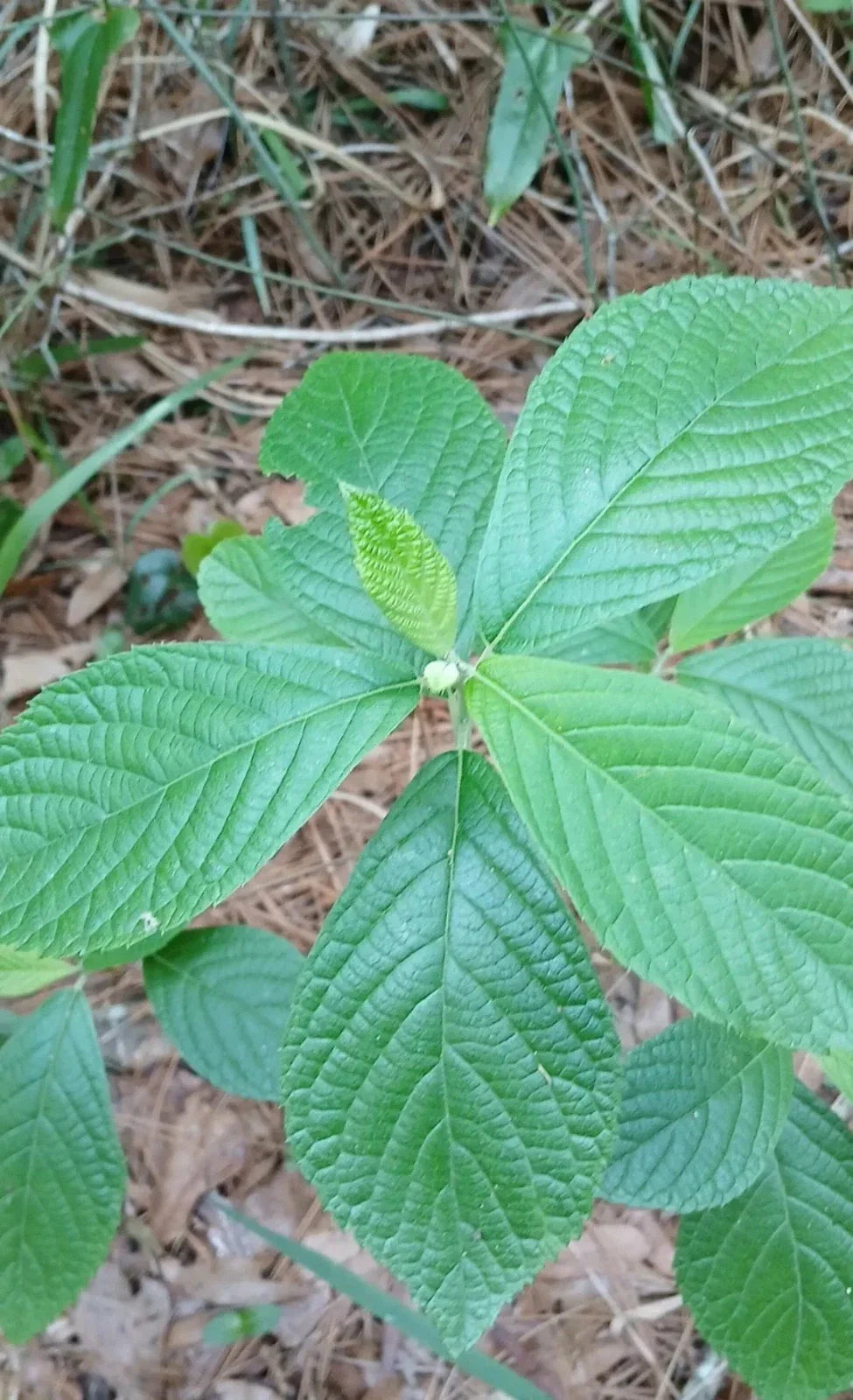 Sweet Pepperbush Plants 10"-12" Tall - 5 Live Rare Ornamental Clethra alnifolia - Fragrant Native Shrub - Attracts Pollinators