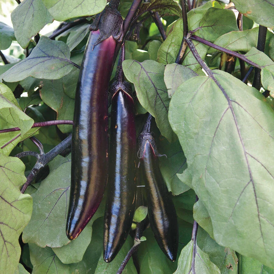 Shikou Eggplant Seeds - Fresh Seed for Home Gardening - Solanum melongena Variety