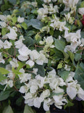 Live Bougainvillea Starter Plant - Sunstone White - Well Rooted - (Bougainvillea glabra) - USA Seller