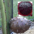 Rare Organic Black Afrikanis Dragon Fruit Cuttings - Two Live Rooted 12in Pitaya Plants - Hylocereus megalanthus