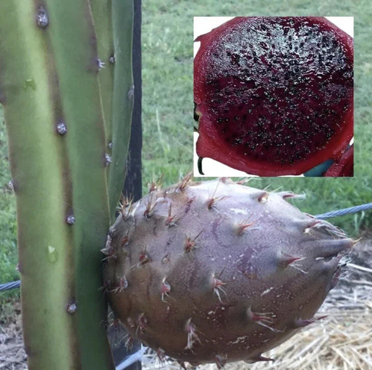 Rare Organic Black Afrikanis Dragon Fruit Cuttings - Two Live Rooted 12in Pitaya Plants - Hylocereus megalanthus